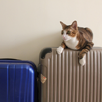 スーツケースレンタルの返却前にクリーニングは必要？